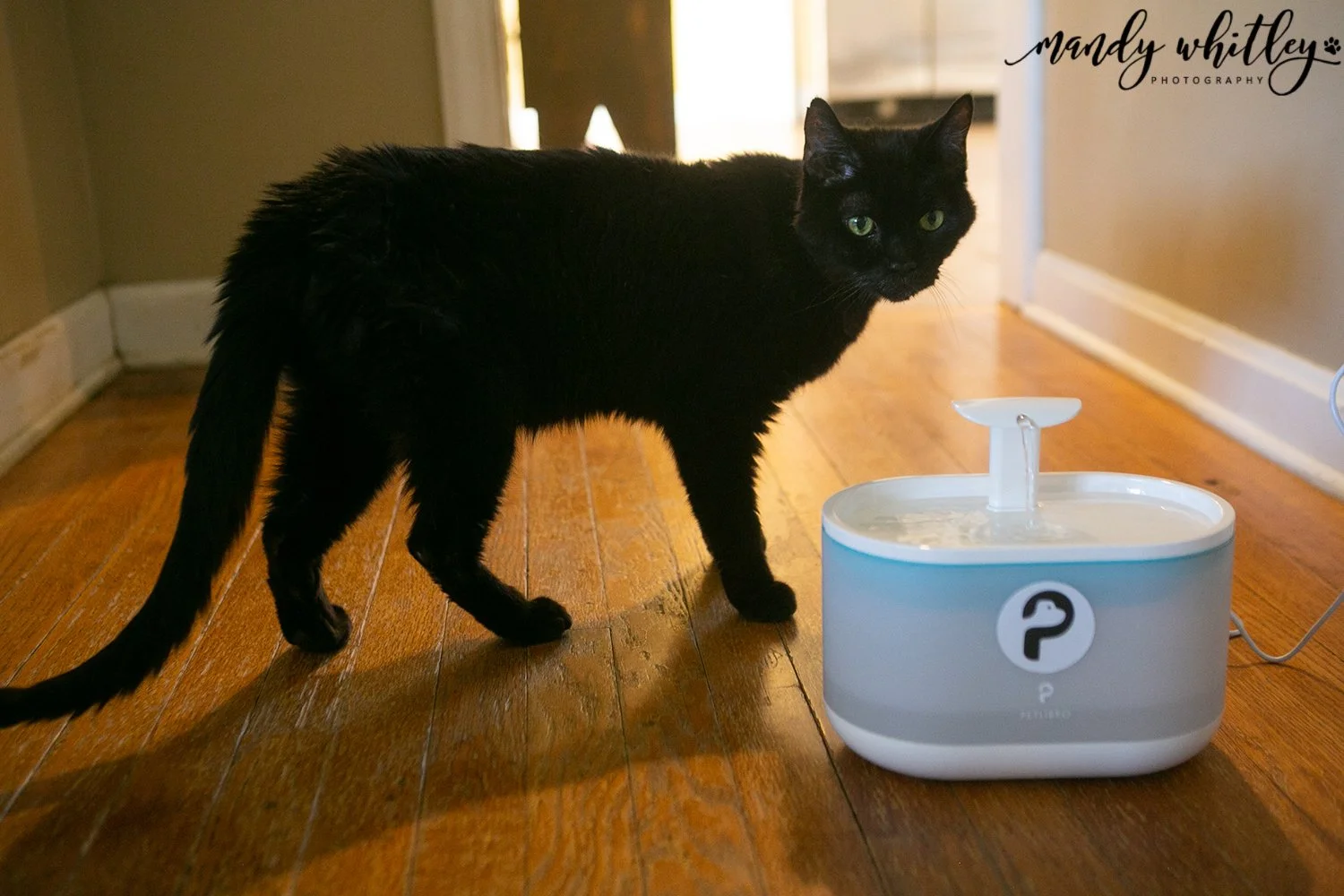 Best dog on sale water fountain 2019